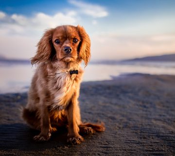 Met de hond op vakantie naar Portugal